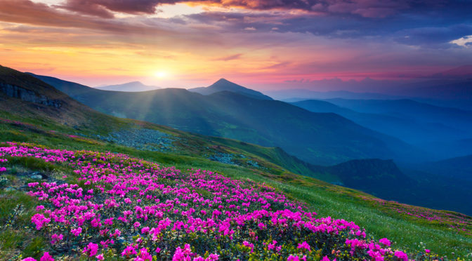 Magic pink rhododendron flowers on summer mountain. Dramatic overcast sky. Carpathian, Ukraine, Europe. Beauty world.